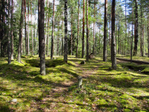 Viimeinen leposija - Sirkka Linnea Jahnsson 