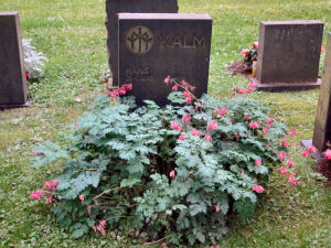 Viimeinen leposija - Hans Kalm